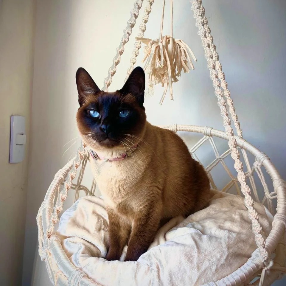 CAMITA COLGANTE CHICA